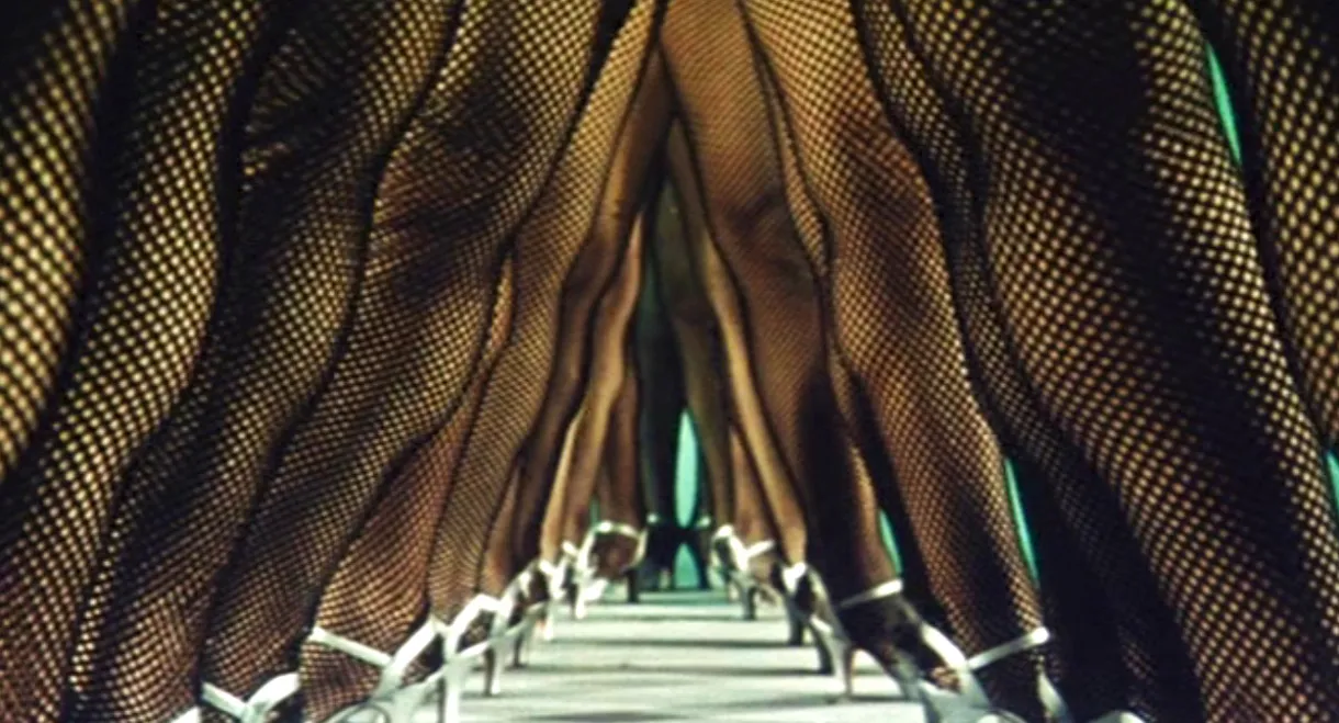 The Woman Who Touched Legs