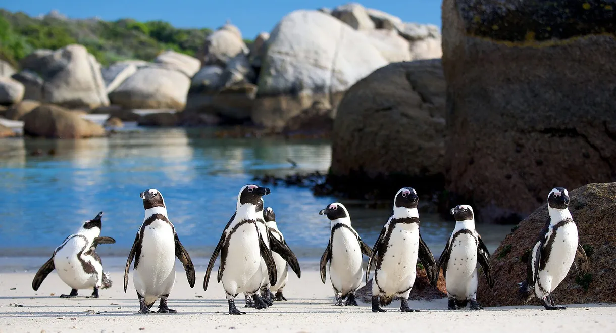Penguins: Meet the Family