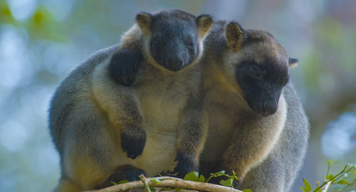 Tree Kangaroos: Ghosts of the Forest