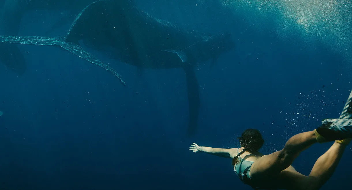Ecos Desde el Azulado Prado