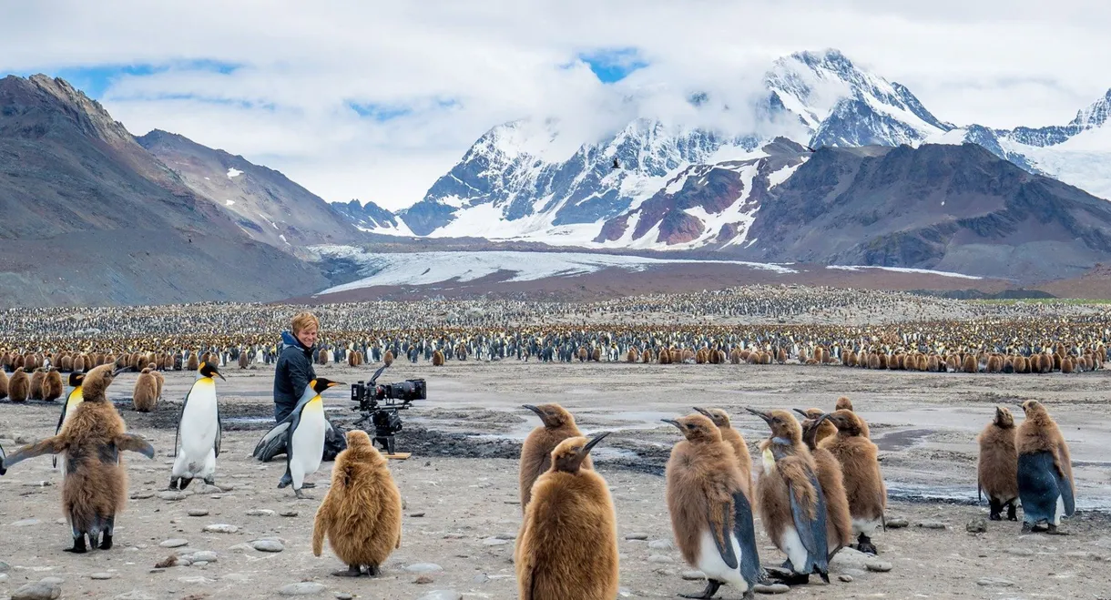 Wildlife: Resurrection Island