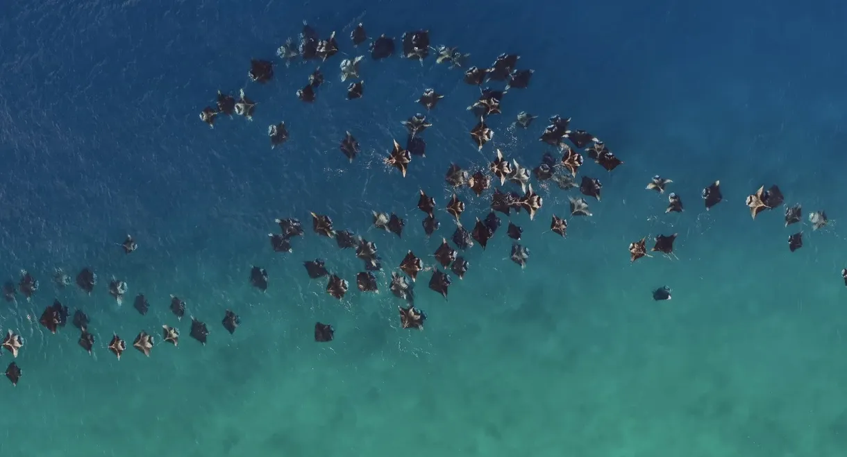 A Deeper Dive with David Attenborough