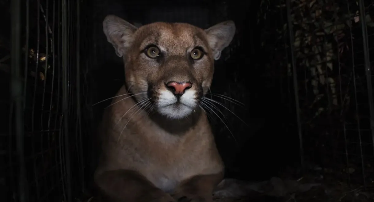 The Mountain Lion and Me