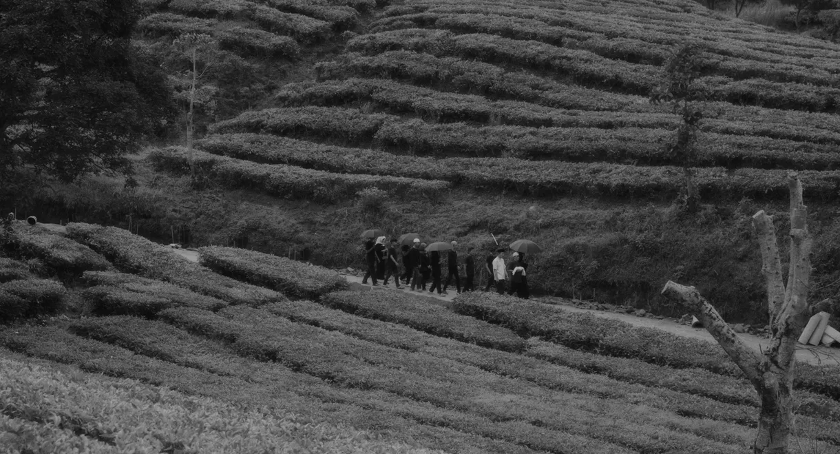 Last Voice for Lost Light