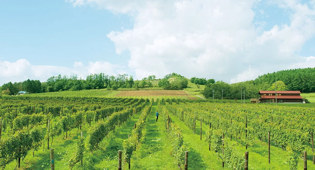 A Drop of the Grapevine