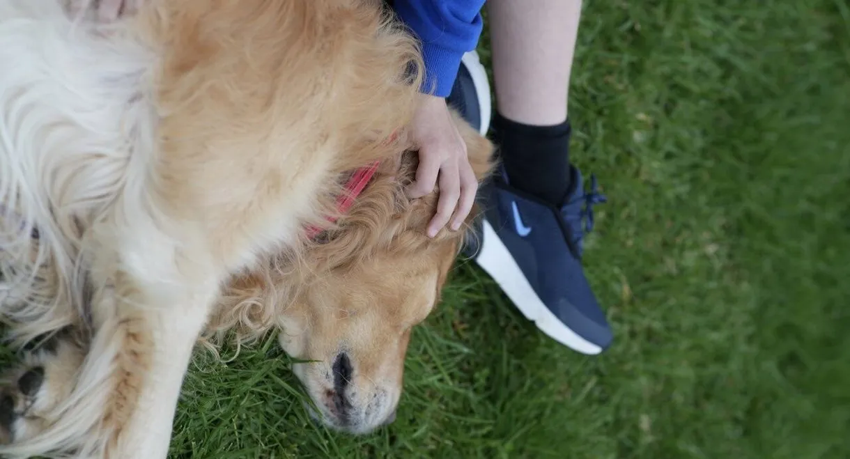 A Boy and His Dog
