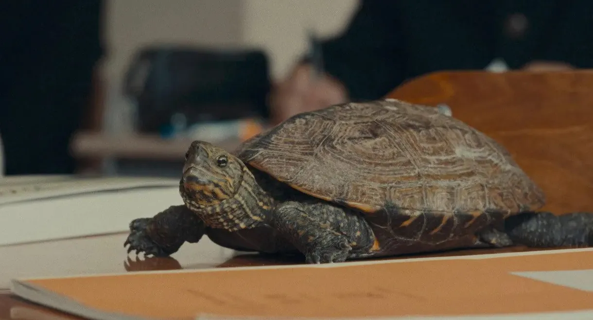 亀も、青春は短い