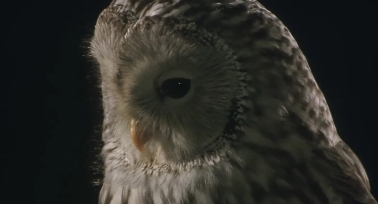Owl