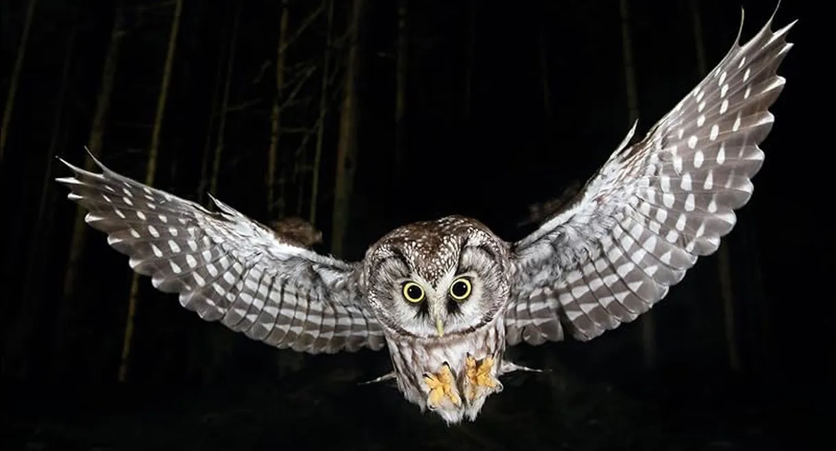 Die Nacht erwacht! Über Leben im Wald