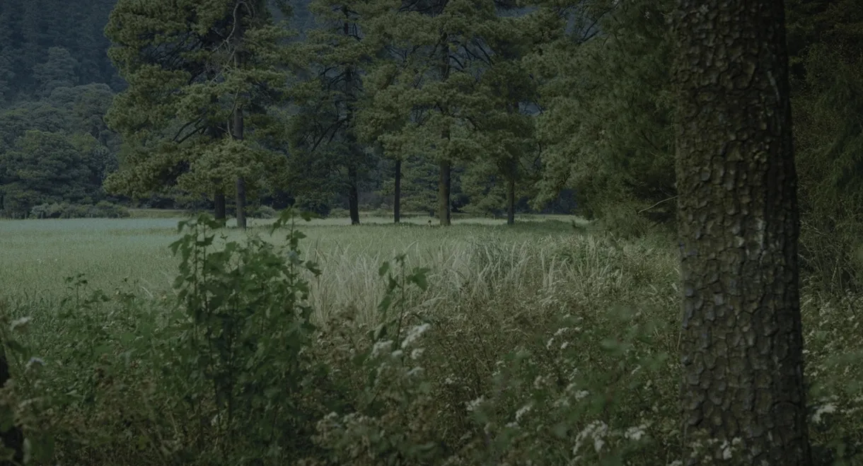 Para atrapar el viento