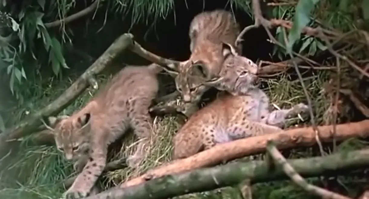 The Lynx Follows the Path