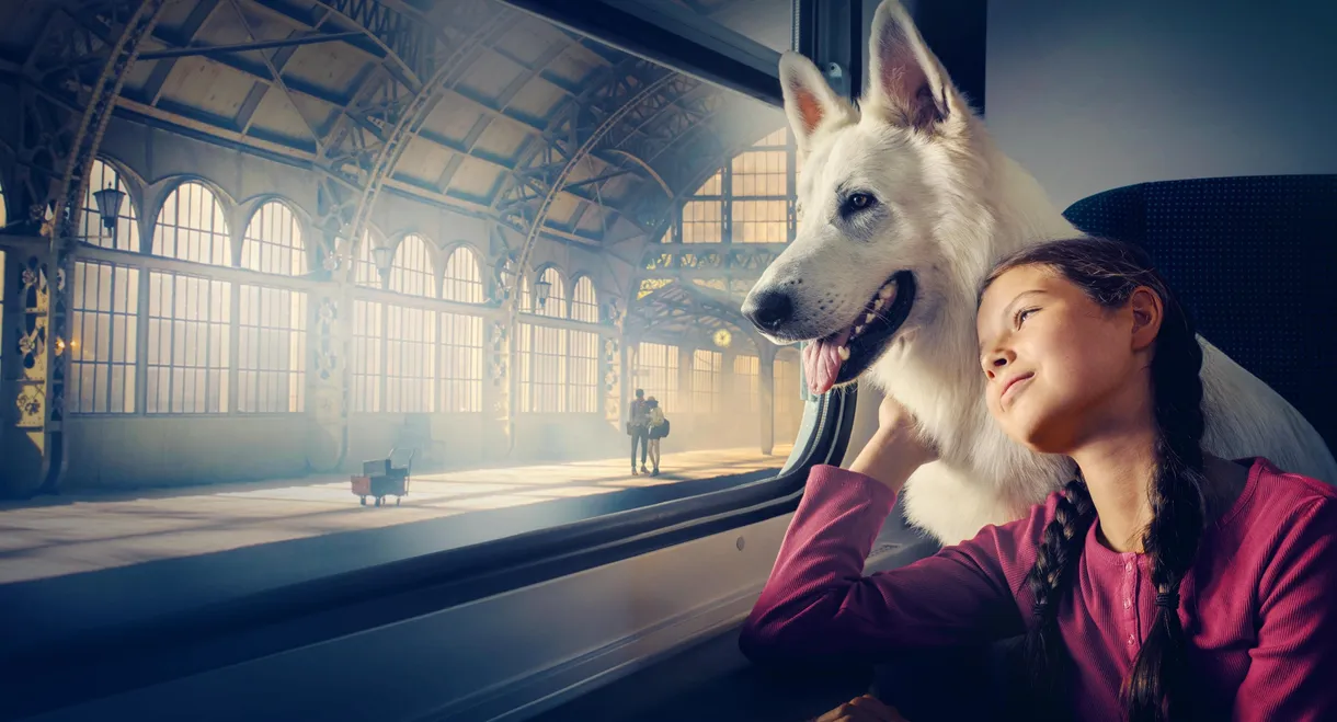 Lampo, the Travelling Dog