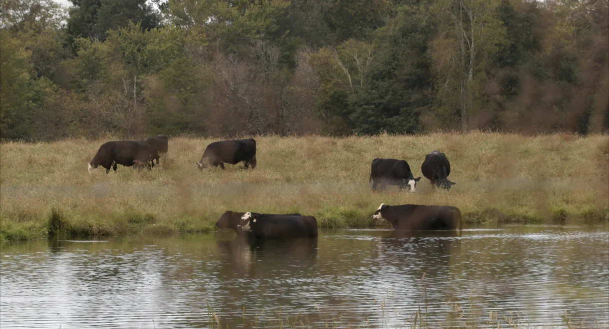 Contaminated: The Carpet Industry's Toxic Legacy