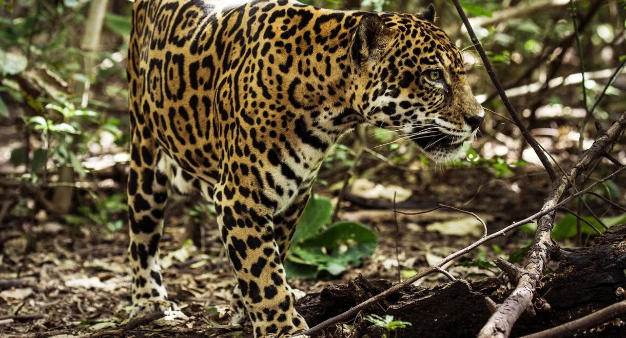 Jaguar Beach‎