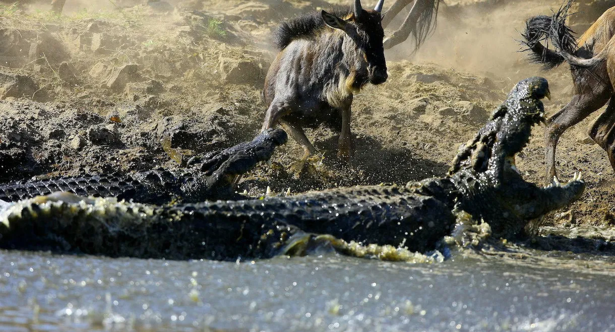 Crocodiles - The Private Life of Primeaval Reptiles