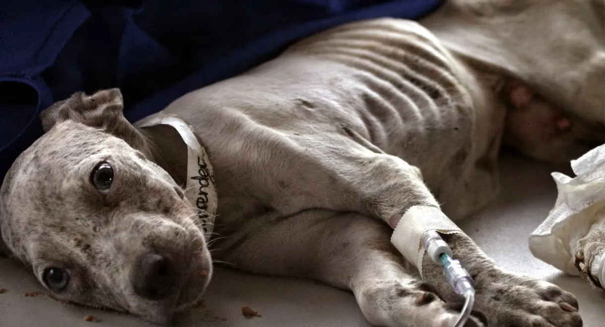 New Orleans Animal Rescue