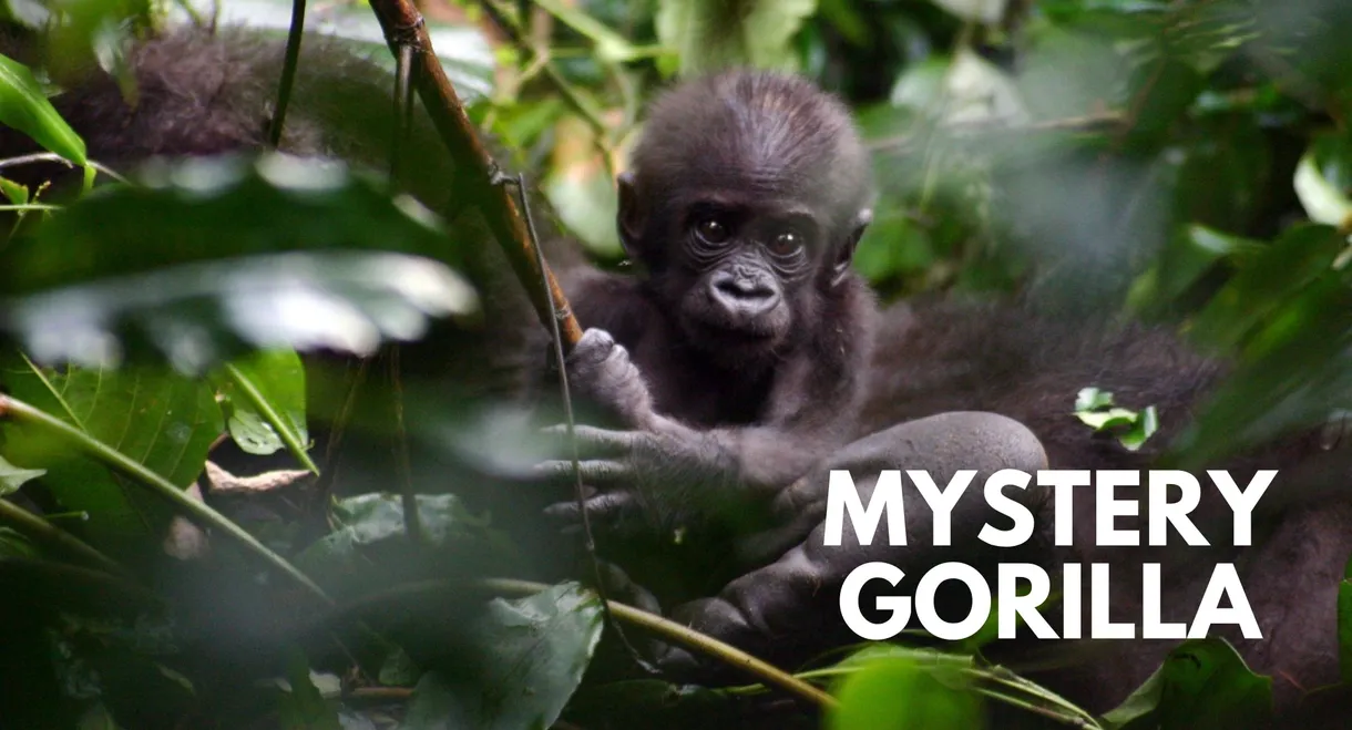 De mystiske gorillaer