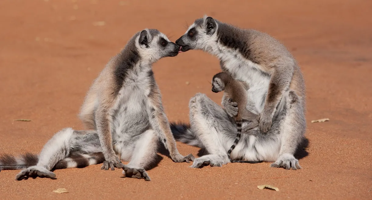 Island of Lemurs: Madagascar