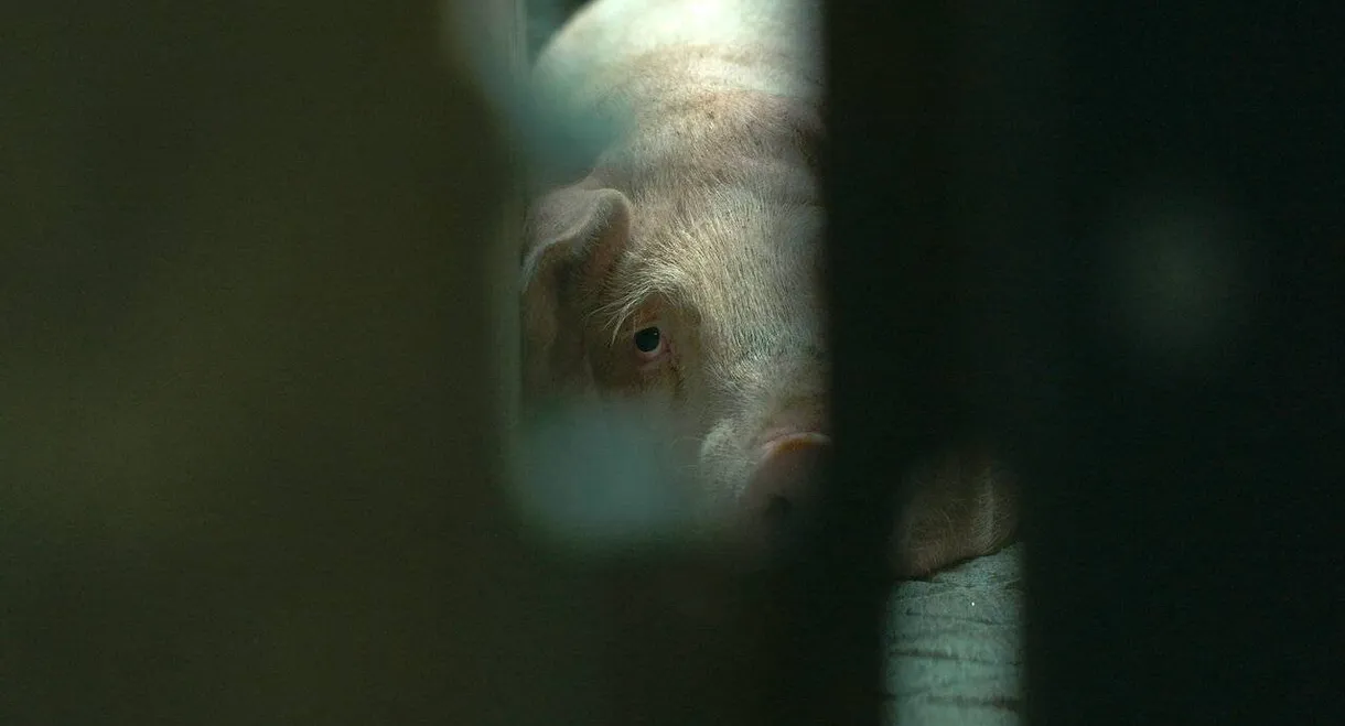 Production Line Animals