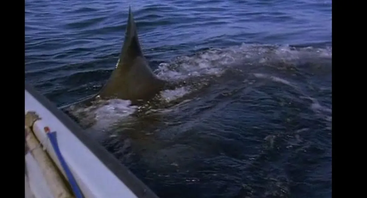 Great White Shark - The Silent Stalker