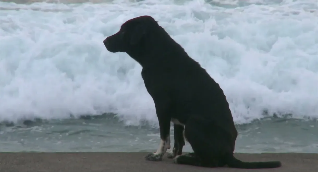 Bali: Island of the Dogs