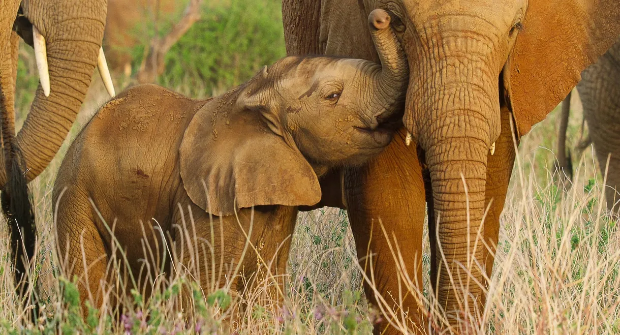 Wild Babies