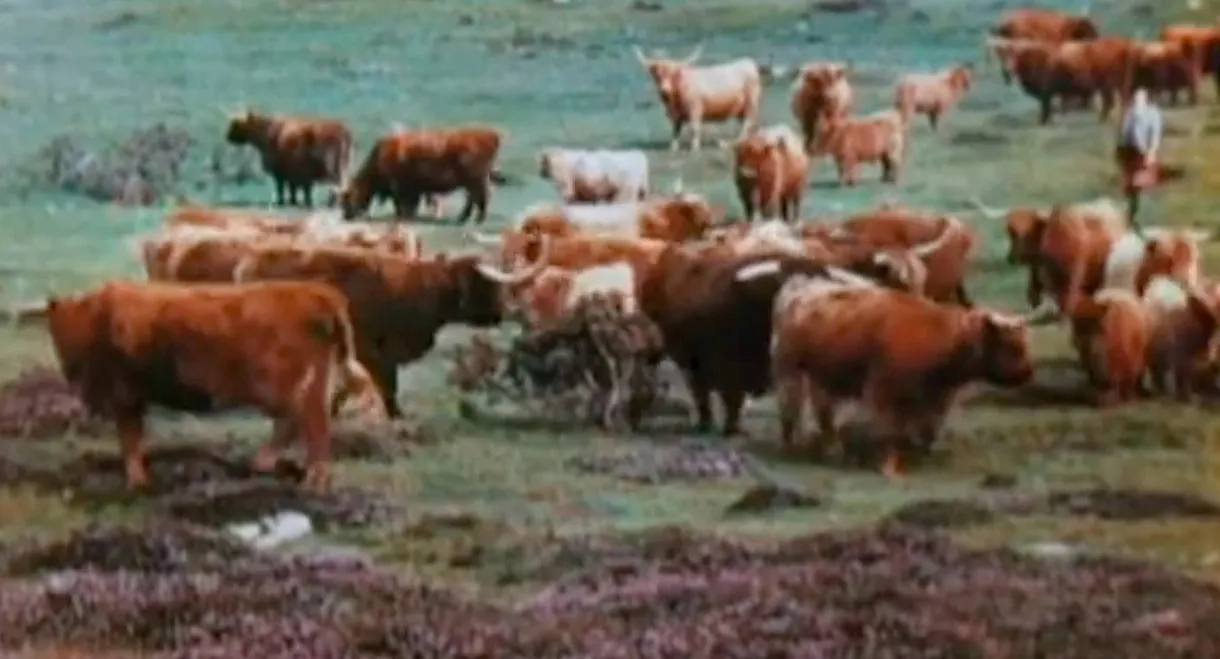 A Wee Bit of Scotland