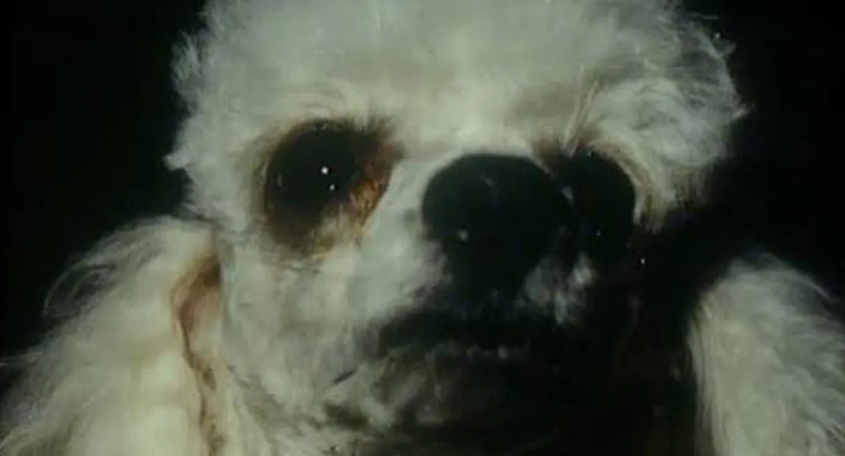 A Dog's Ransom