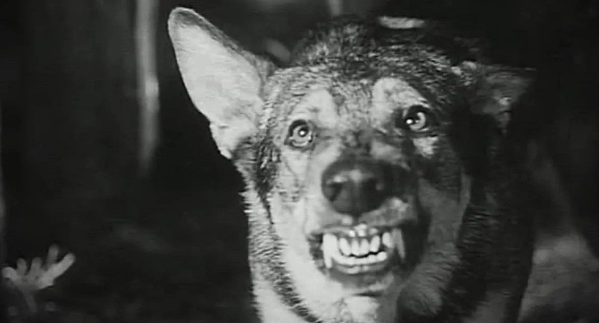 Daughter of Darkness