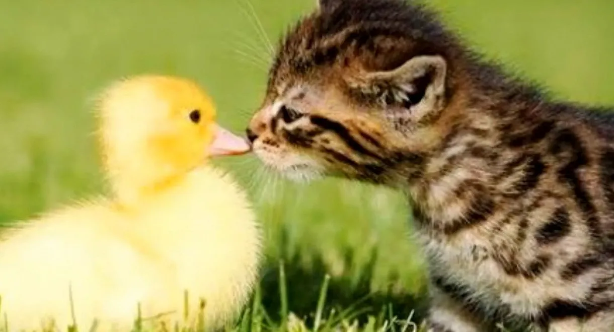 Chimiboga: Chimicompilation 2020