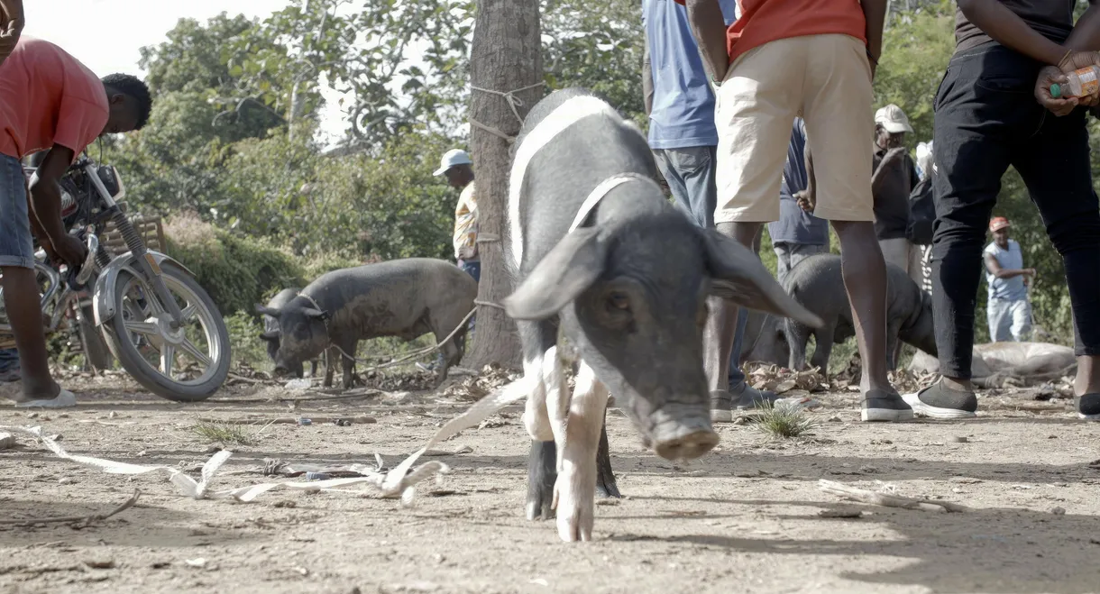 The Creole Pig: Haiti's Great Loss