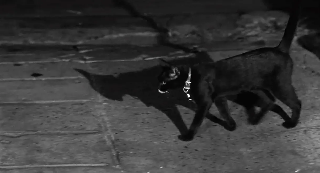 The Fat Black Pussycat