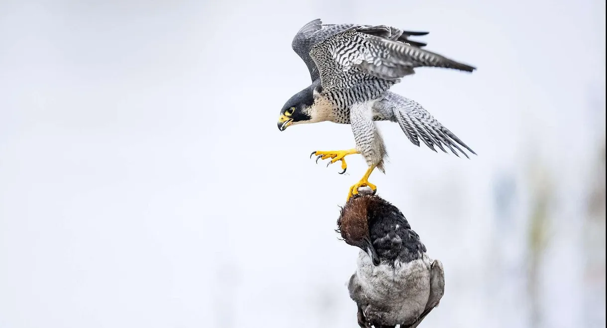 Das Alpenrheintal – Wo sich die Natur neu erfindet