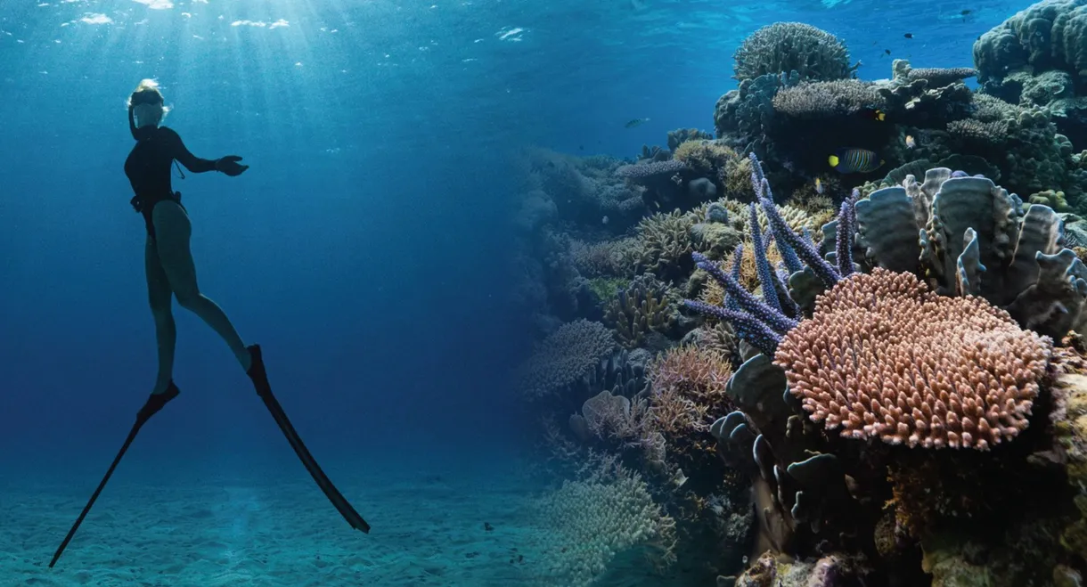 Corals’ Last Stand