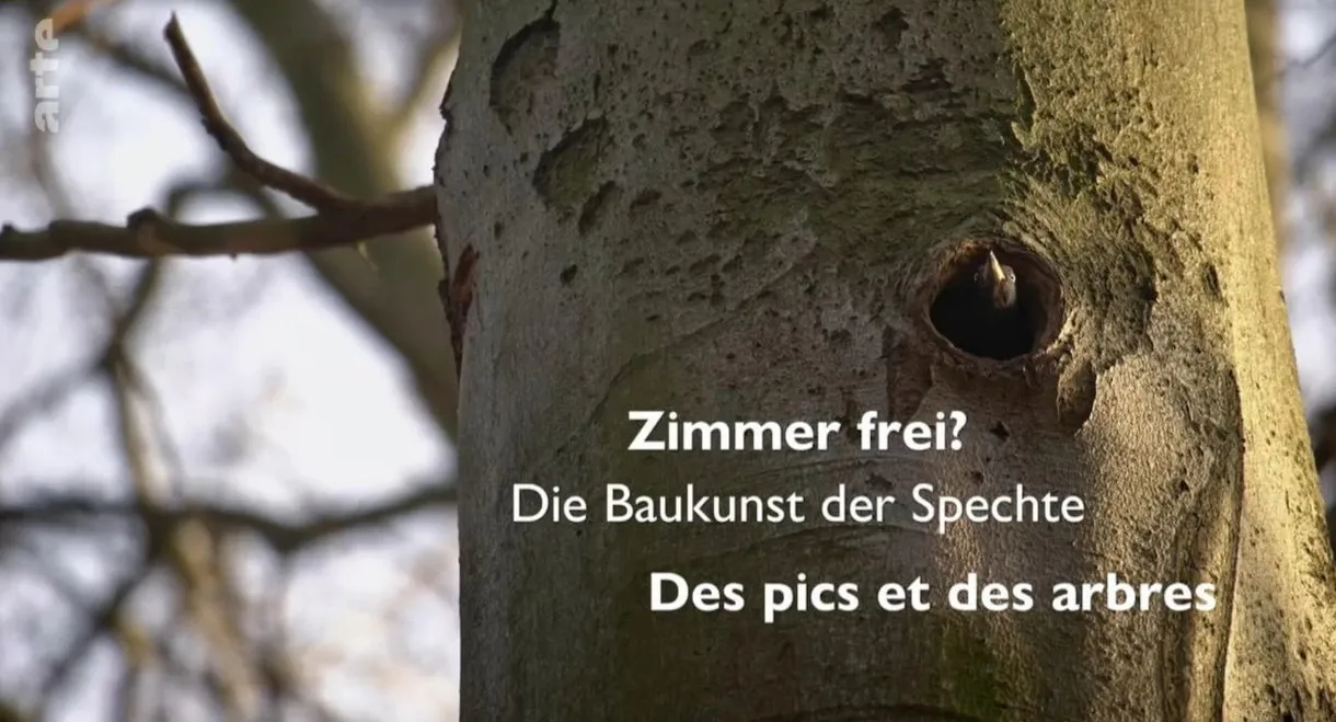 Knock knock – a Woodpeckers world