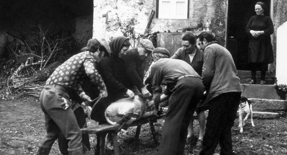 Nós Por Cá Todos Bem