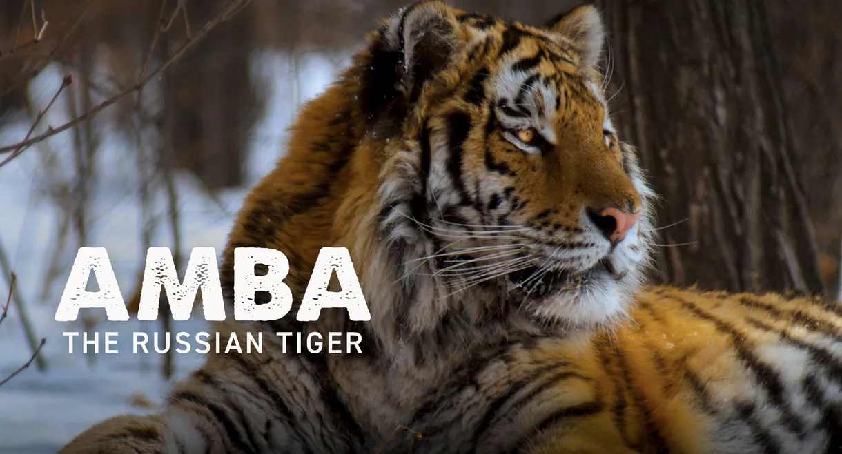 Amba: The Russian Tiger