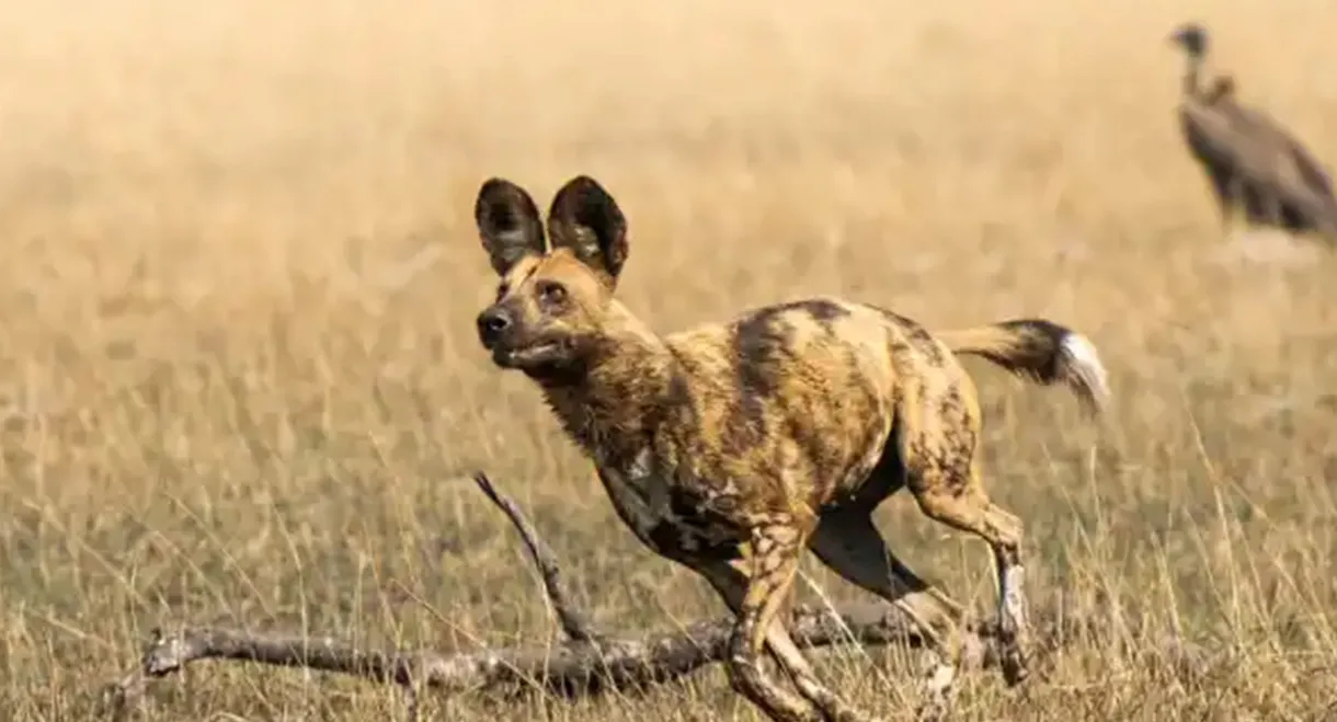 African Adventure: Safari in the Okavango