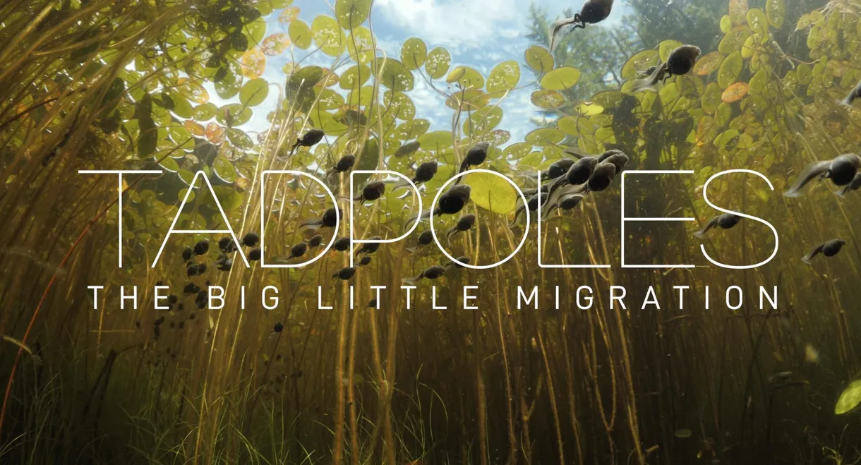 Tadpoles: The Big Little Migration