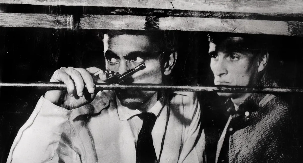 Zımba Gibi Delikanlı