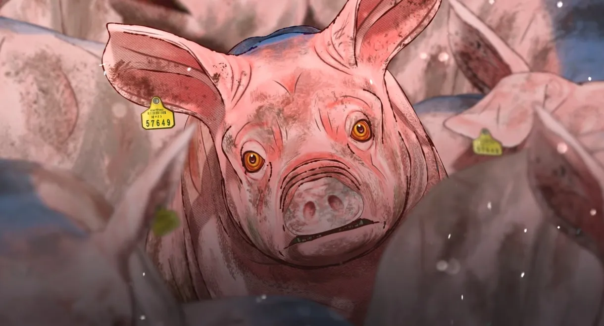 Pig That Survived Foot-and-Mouth Disease