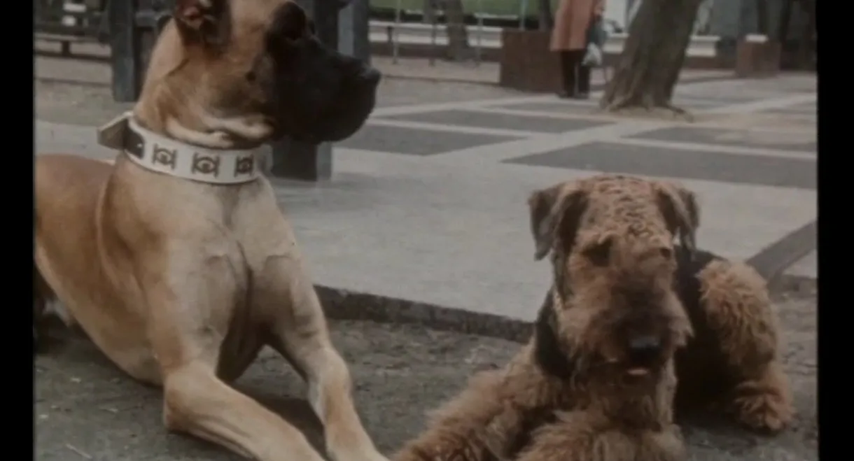 A Puppy from the Constellation of the Dog