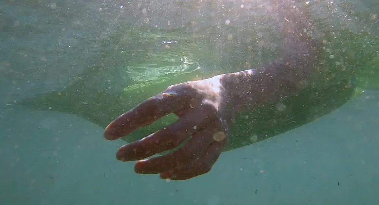 Depredadores sobre el mar