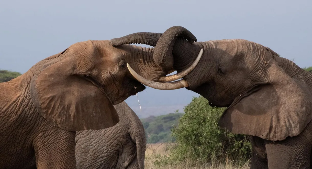 Tusker: Brotherhood of Elephants