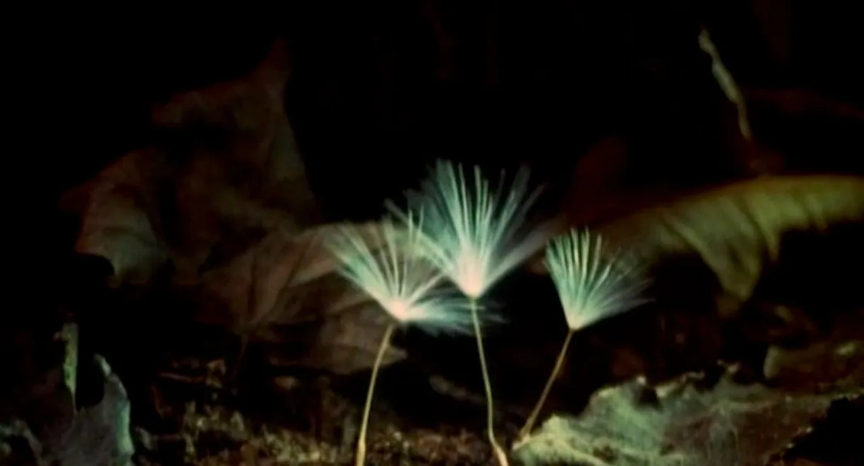 The Secret Life of Plants