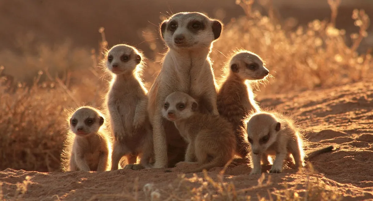 The Meerkats