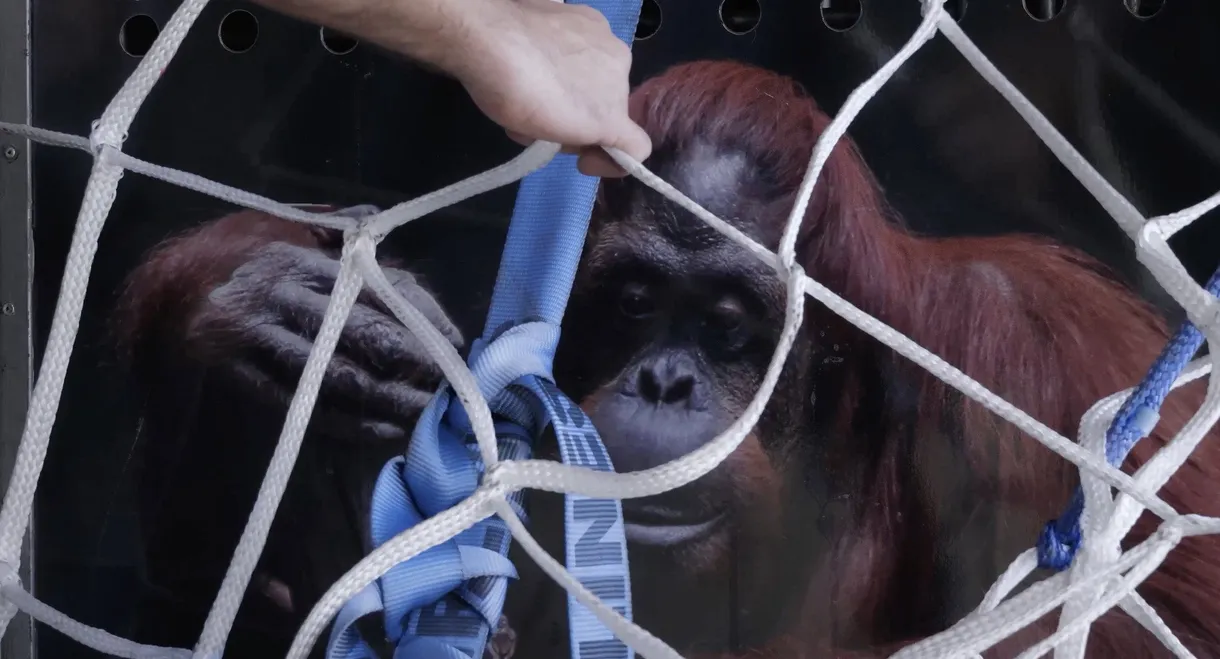 Sandra, The Primate Citizen