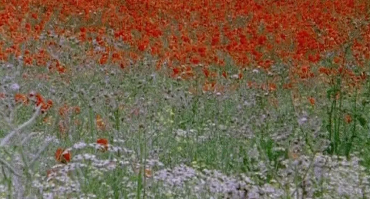 Hic rosa, partition botanique