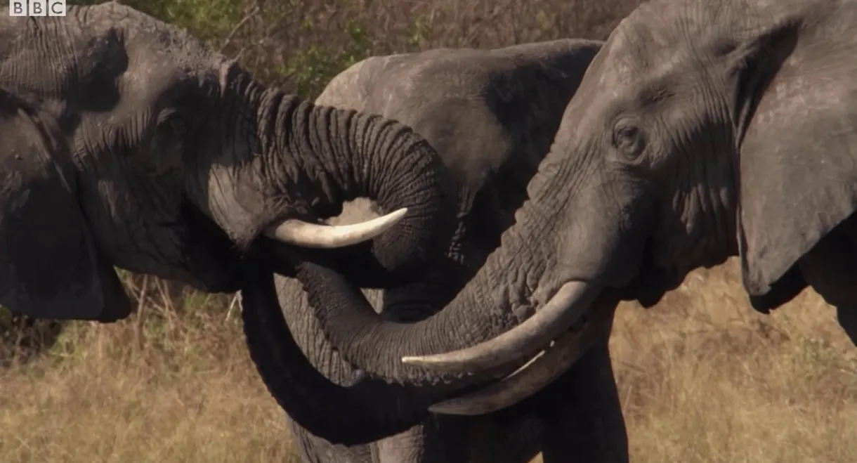 Botswana: Trouble in the Elephant Sanctuary