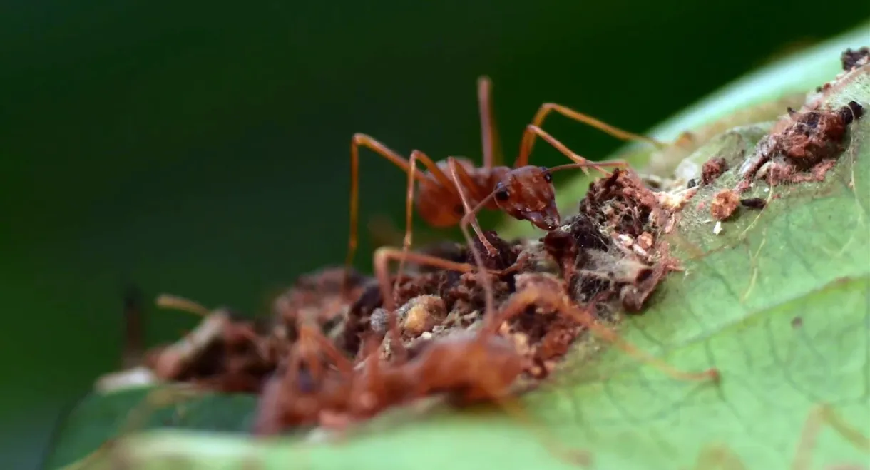 The Besieged Fortress